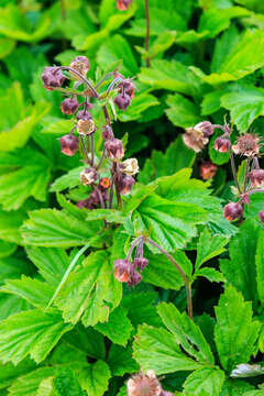 Image of Water Avens