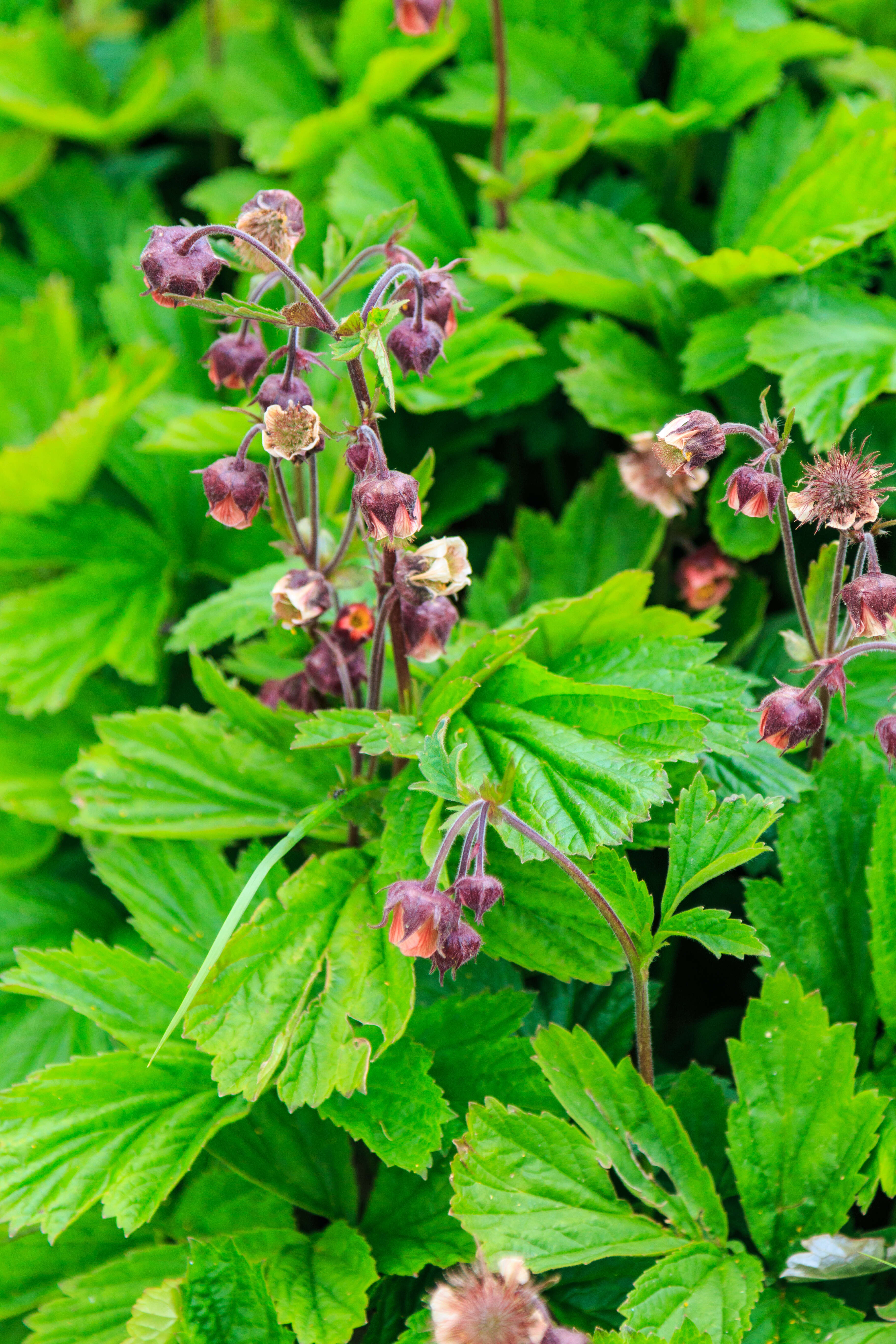 Image of Water Avens