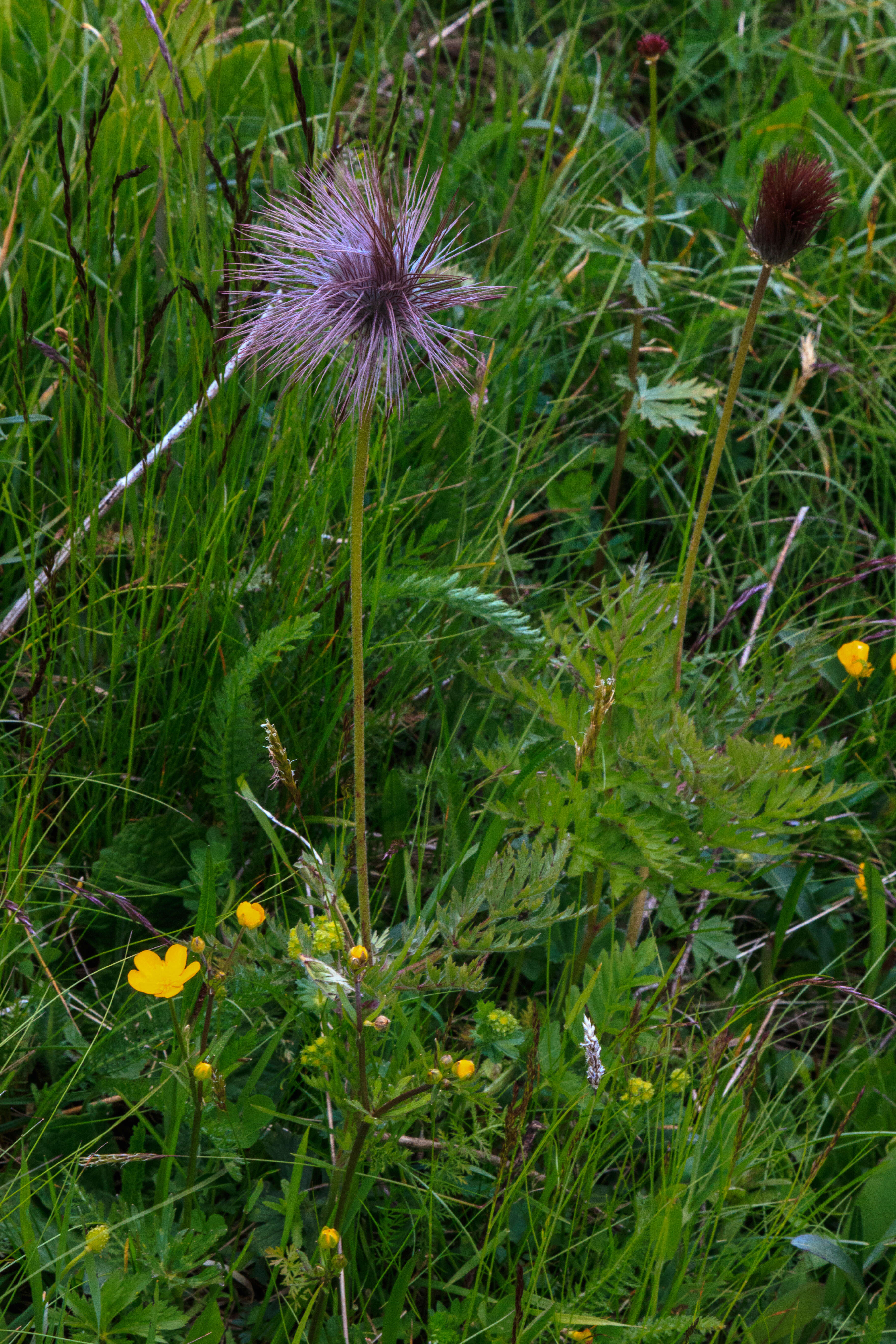 Image de Pulsatille des Alpes