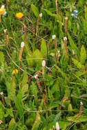 Imagem de Bistorta vivipara (L.) Delarbre