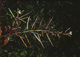 Image of Rorippa divaricata (Hook. fil.) Garn.-Jones & Jonsell