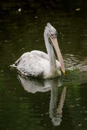 Image of Grey Pelican