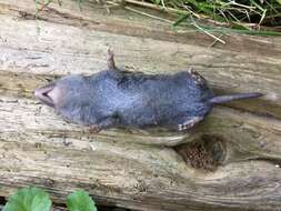 Image of American short-tailed shrew