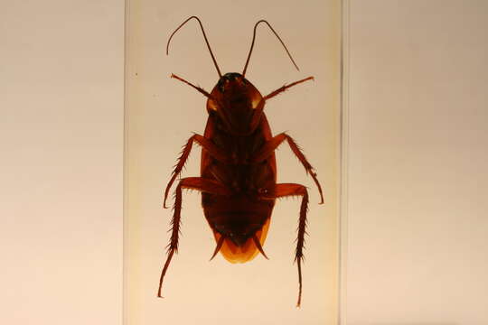 Image of american cockroach, ship cockroach