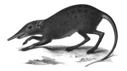 Image of Checkered Elephant Shrew