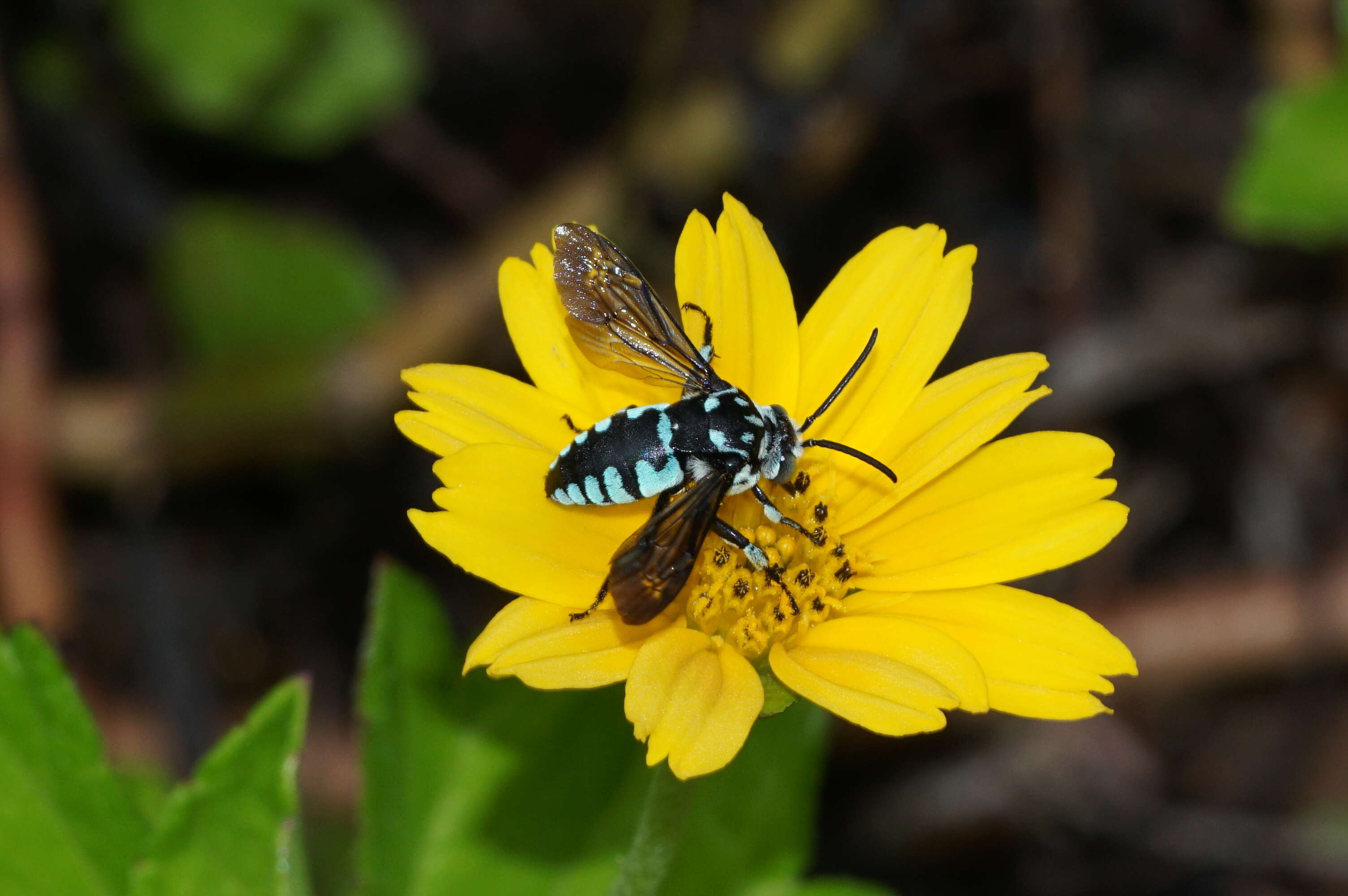 Image of Thyreus nitidulus (Fabricius 1804)