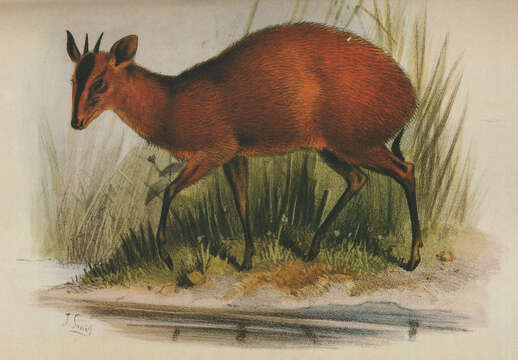 Image of Black-fronted Duiker