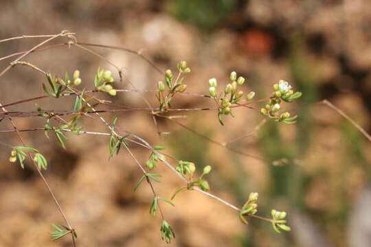 Image of Adenogramma lichtensteiniana (Schult.) Druce