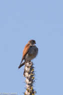 Image of Madagascar Kestrel