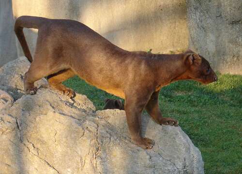 Image of fossa