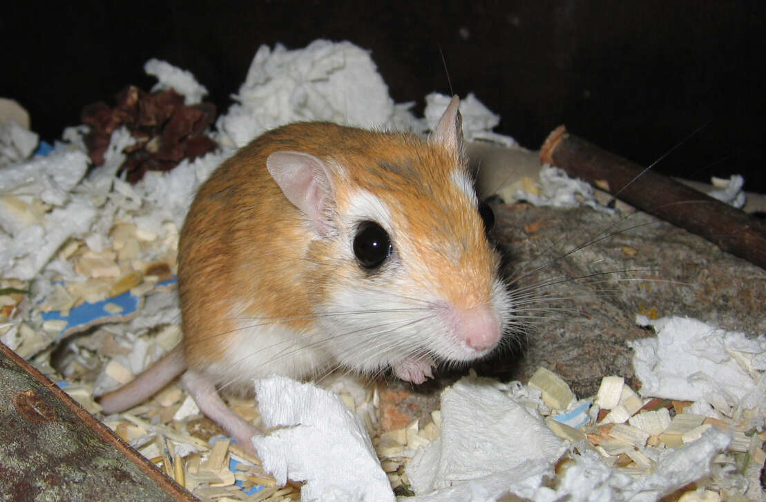 Image of gerbils, jirds, and relatives