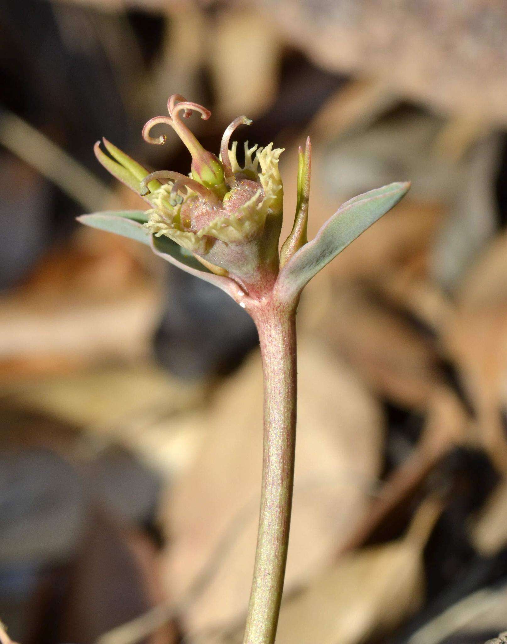 Image of <i>Euphorbia <i>trichadenia</i></i> var. trichadenia