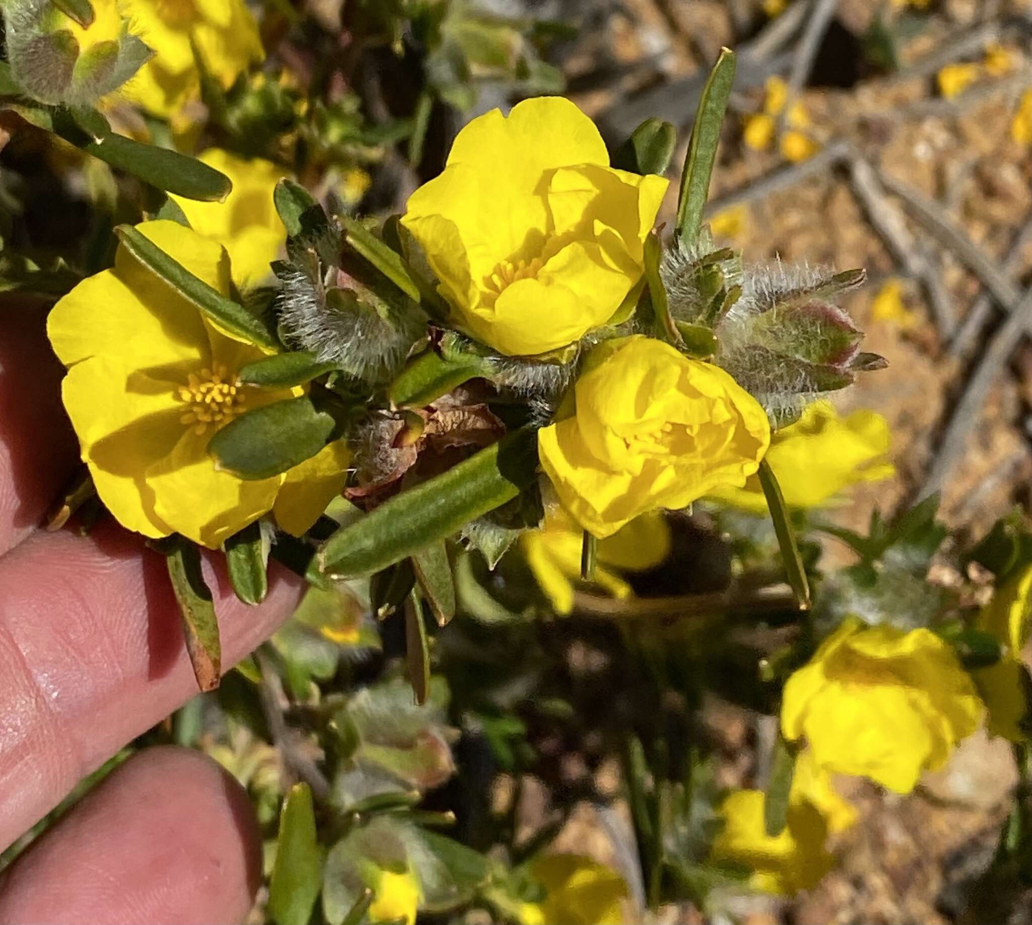 Image of Hibbertia glomerosa var. glomerosa