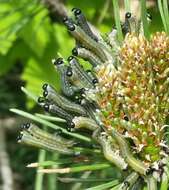 Image of European pine sawfly