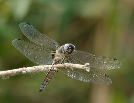 Image of Blue Chaser