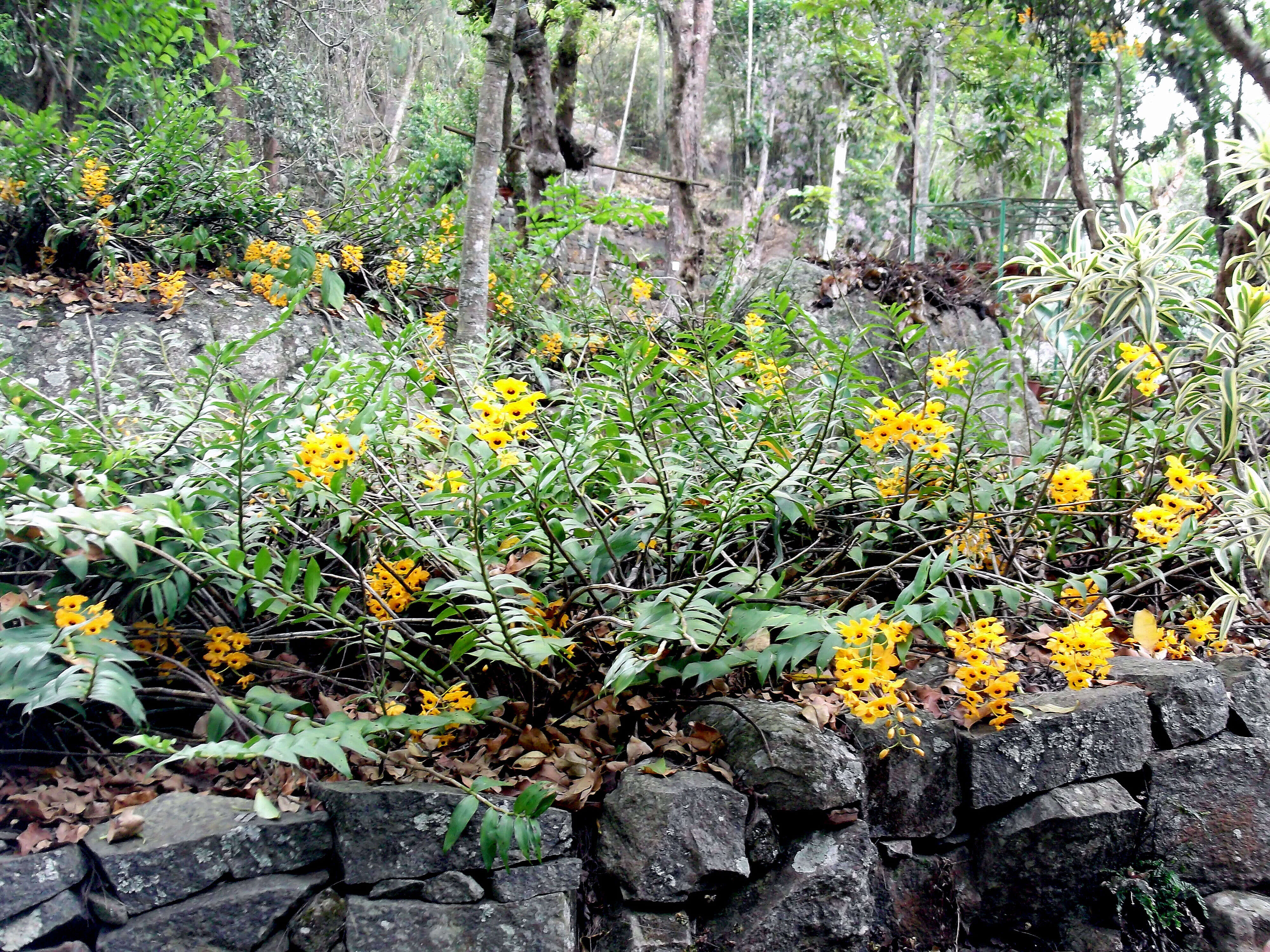 Imagem de Dendrobium fimbriatum Hook.