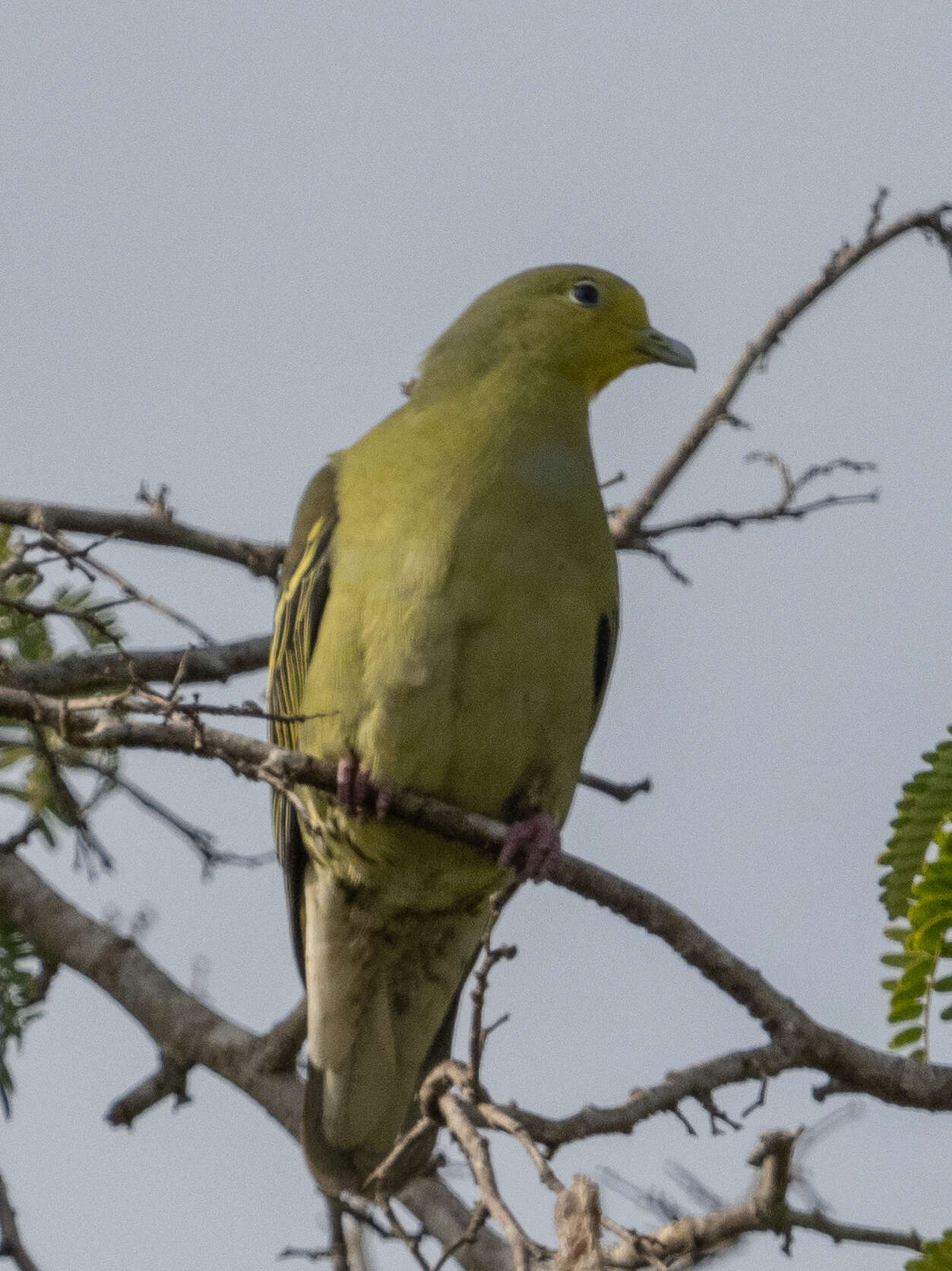 Image of Pompadour Green Pigeon