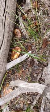 Image of Tricholoma zelleri (D. E. Stuntz & A. H. Sm.) Ovrebo & Tylutki 1975