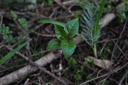 Image of Western Starflower