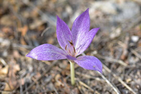 Image of Colchicum haynaldii Heuff.