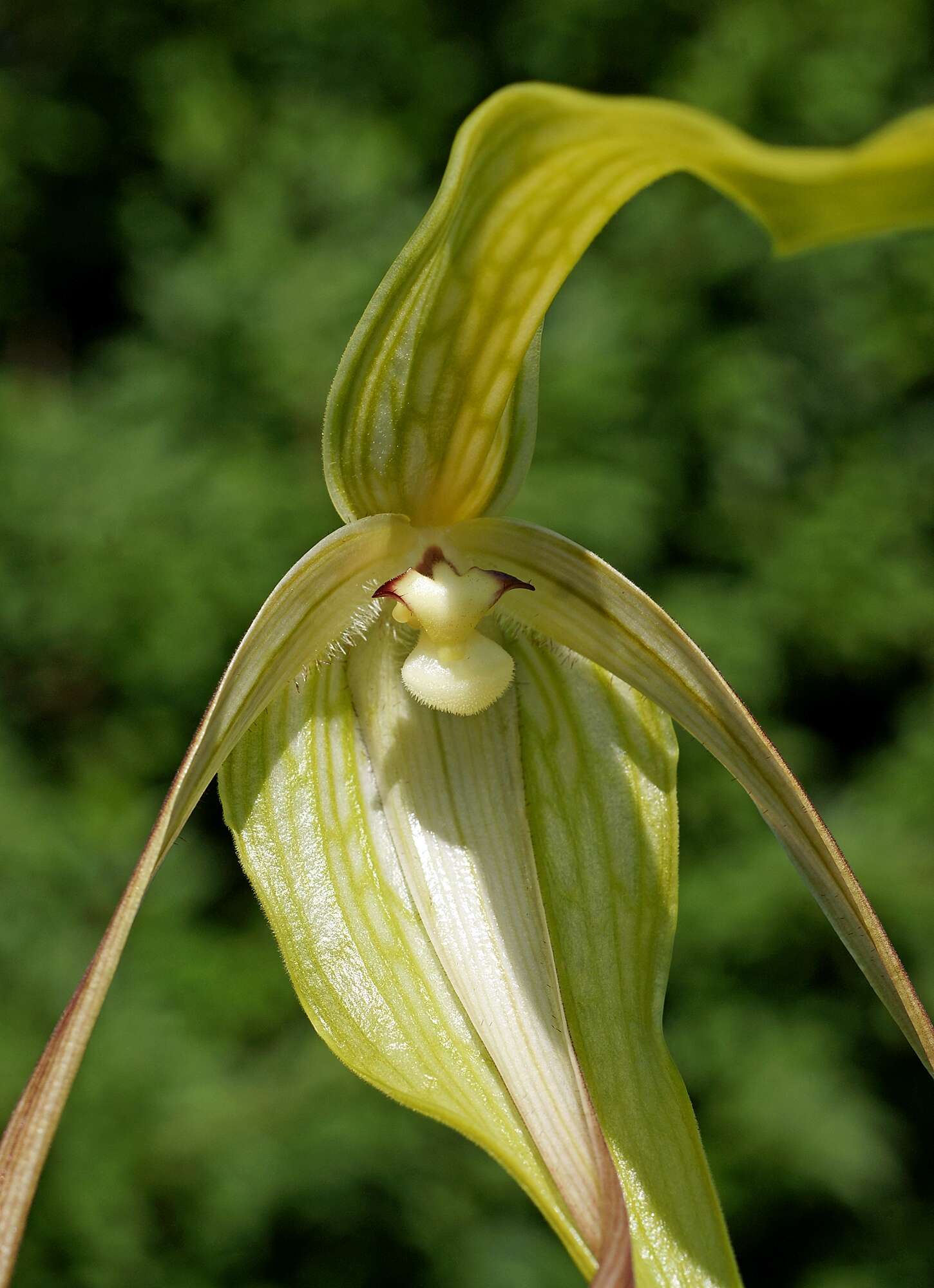 Sivun Phragmipedium lindenii (Lindl.) Dressler & N. H. Williams kuva