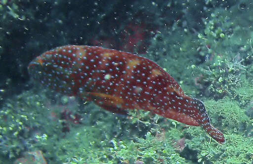 Image of Coral Hind