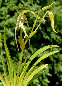 Image of Phragmipedium lindenii (Lindl.) Dressler & N. H. Williams