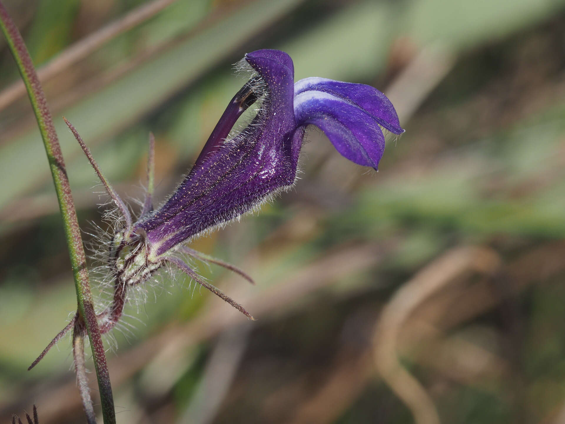 Image of Lobelia linearis Thunb.