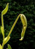 Слика од Phragmipedium lindenii (Lindl.) Dressler & N. H. Williams