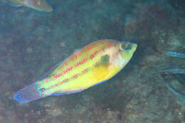 Image of East Atlantic Peacock Wrasse