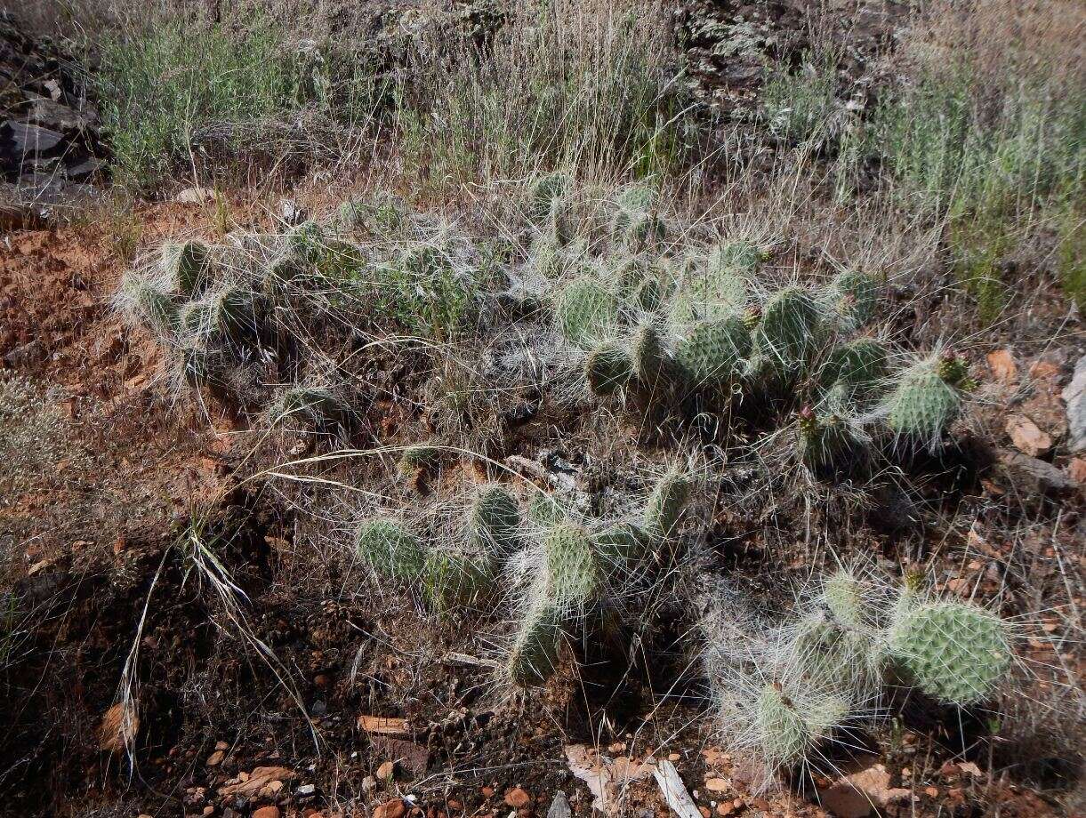 Image of Panhandle Prickly-pear