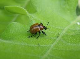 Image of Oak Leaf-roller