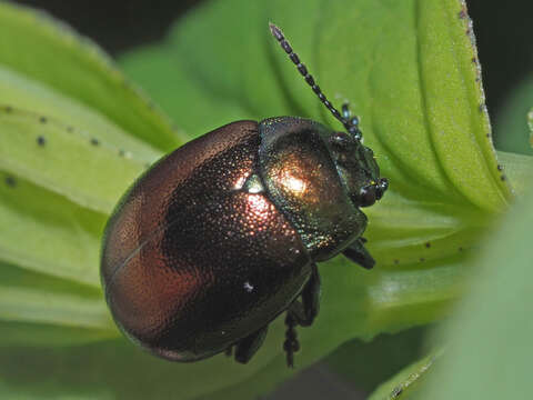 Imagem de Chrysolina (Spheromela) varians (Schaller 1783)