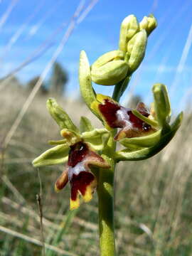 Слика од Ophrys insectifera L.