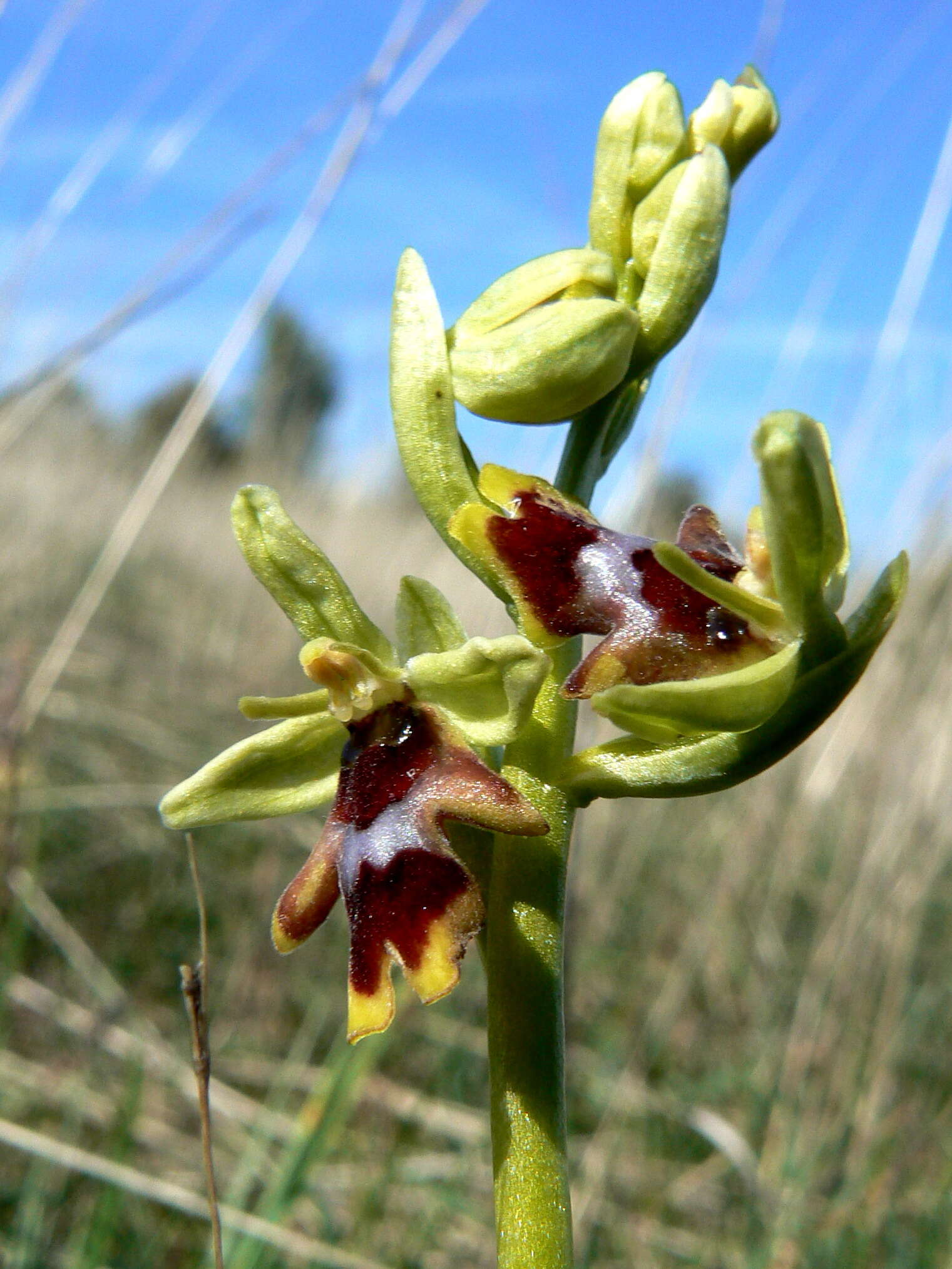 Слика од Ophrys insectifera L.