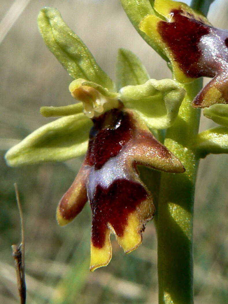 Image of ophrys