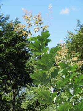 Image of macleaya