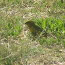 Crithagra flaviventris marshalli (Shelley 1902) resmi