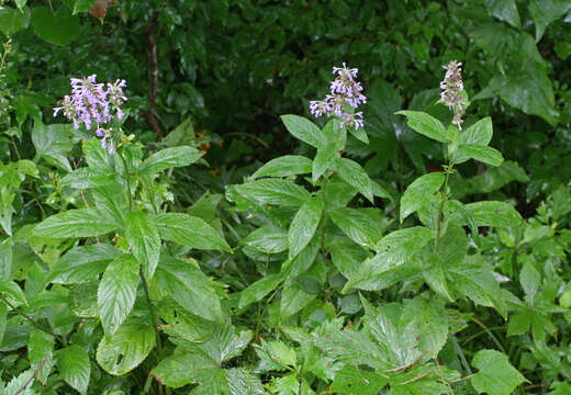 Image of Nepeta manchuriensis S. Moore