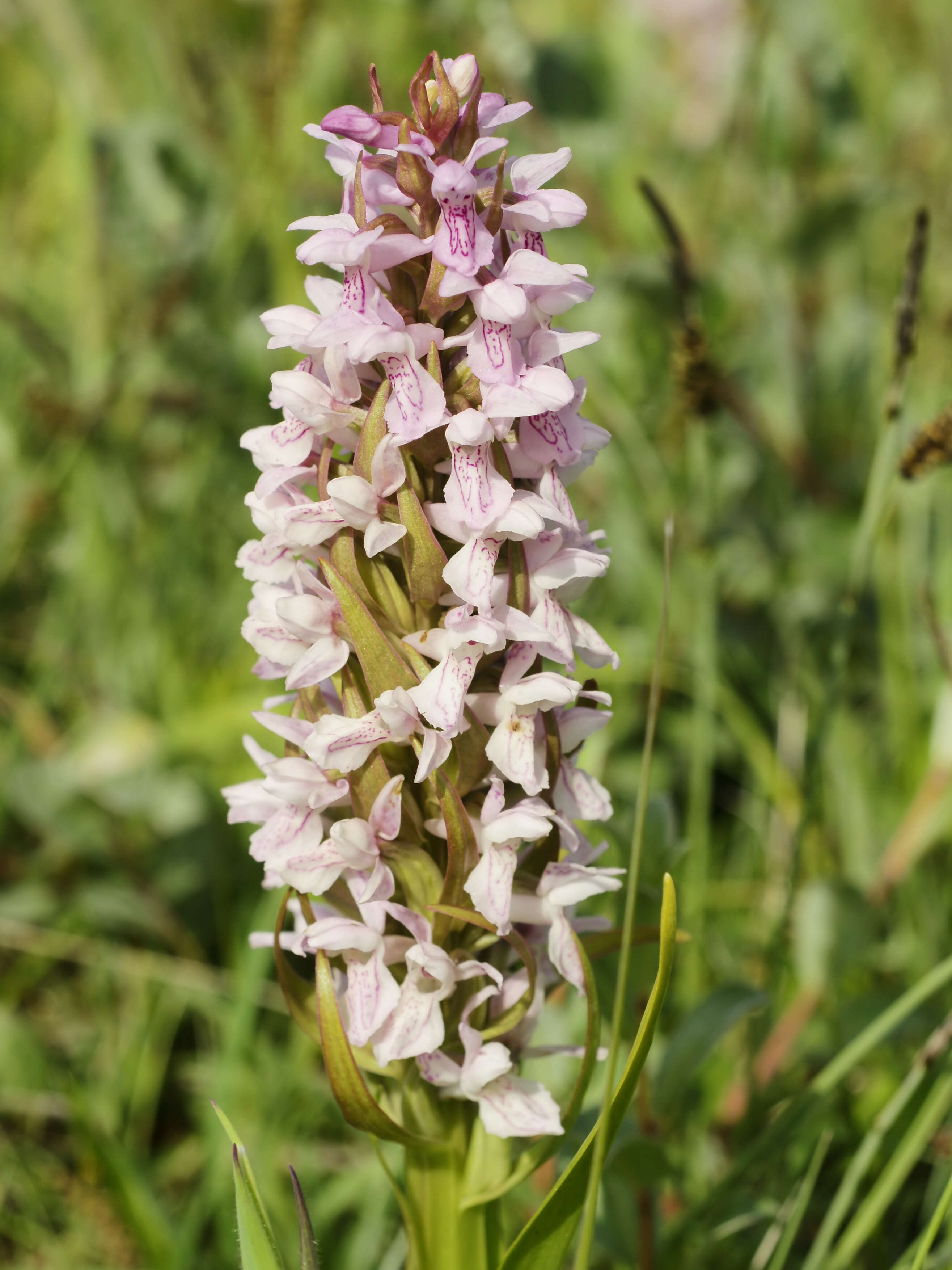 Dactylorhiza incarnata (L.) Soó resmi