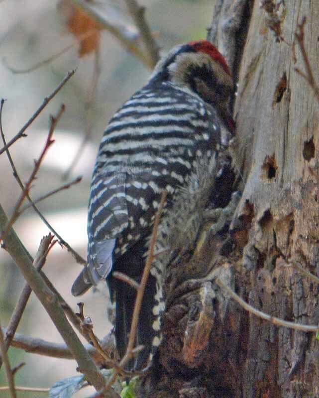 Image of Ladder-backed Woodpecker