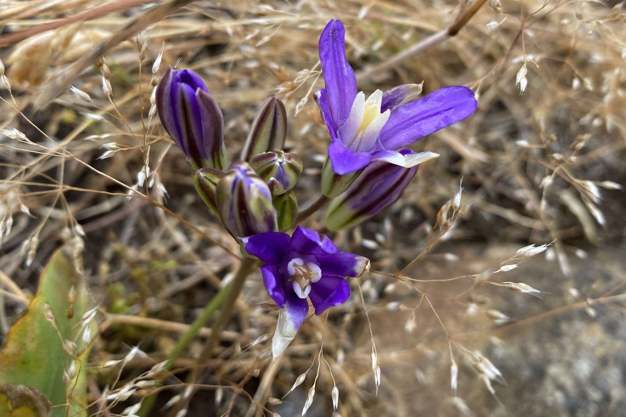 Image of Indian Valley Cluster-Lily