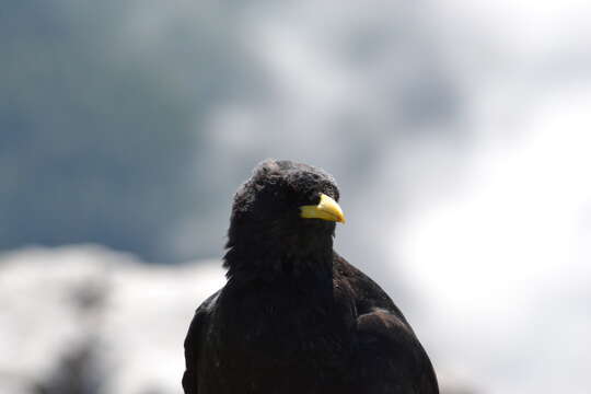 Image of Alpine Chough