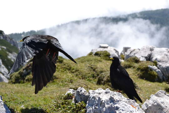 Image of Alpine Chough