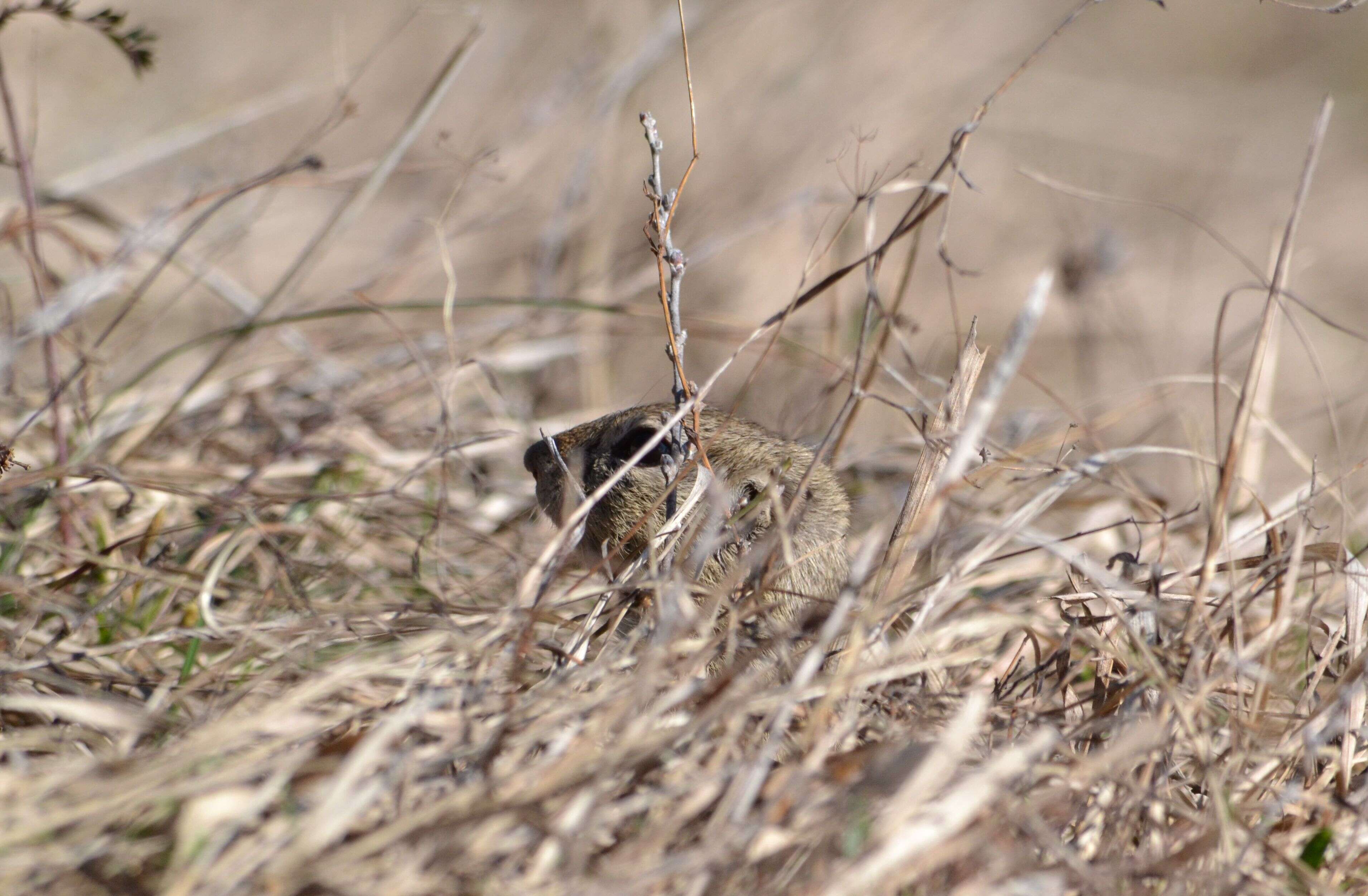 Image of European Ground Squirrel