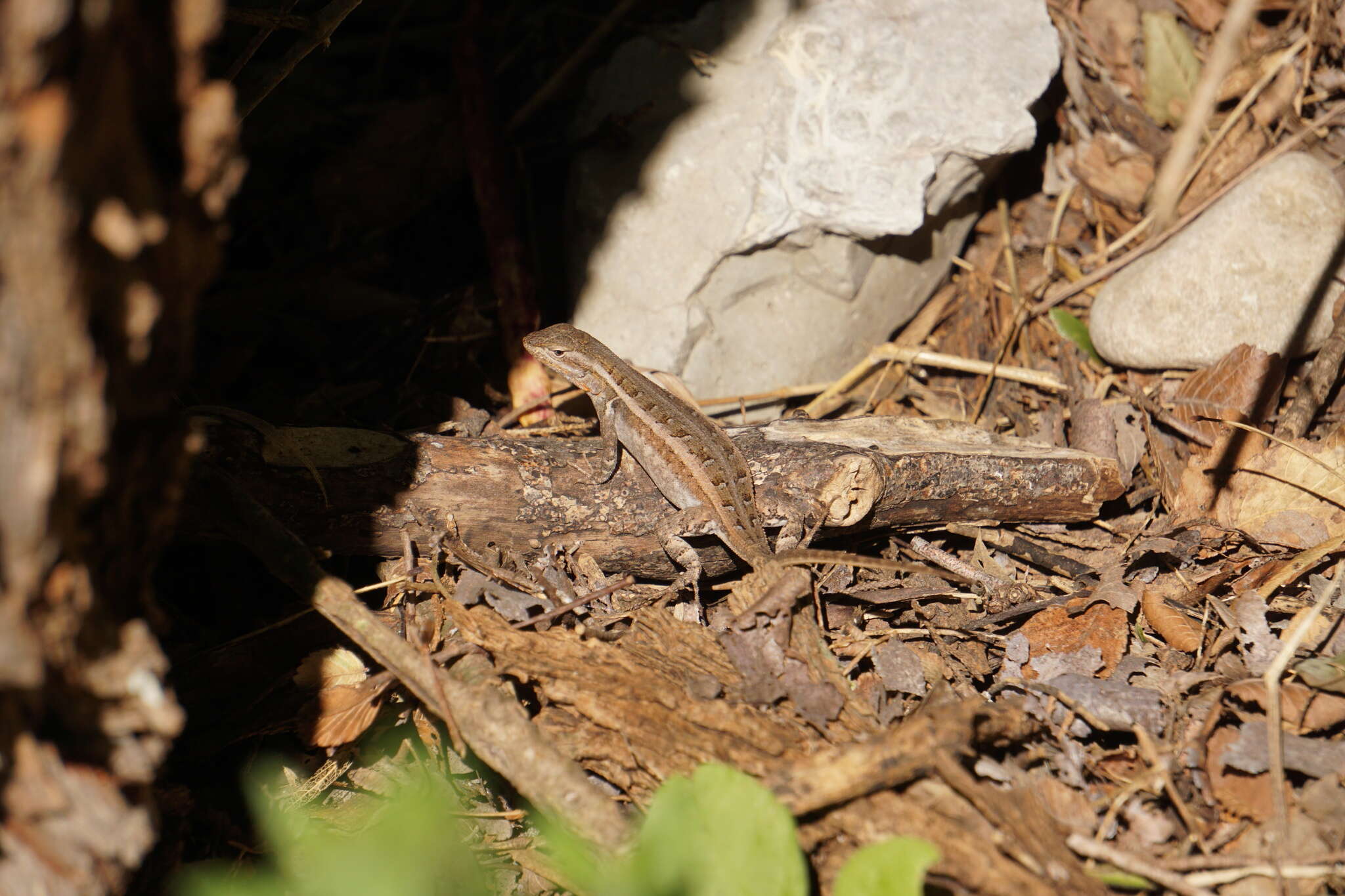 Image of Sceloporus variabilis marmoratus Hallowell 1852