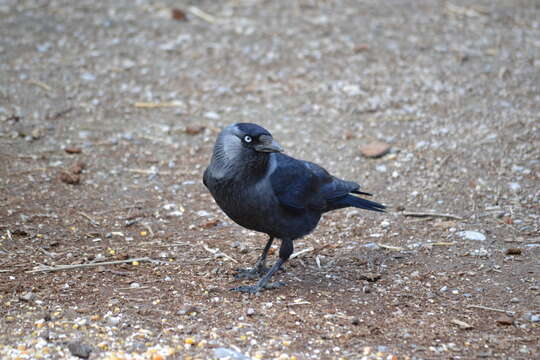 Image of Eurasian Jackdaw