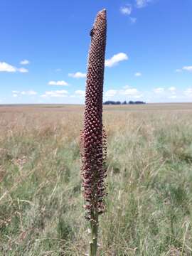 Image of Kniphofia typhoides Codd