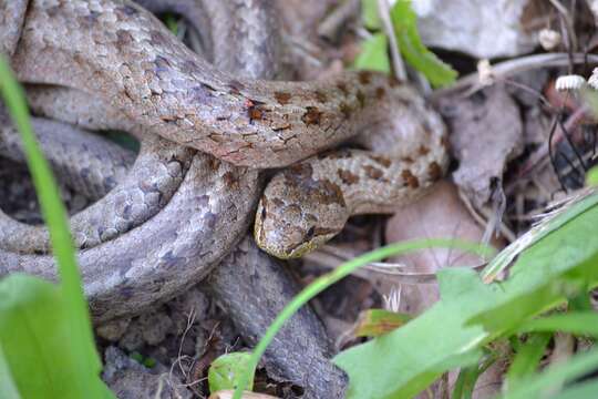 Image of Smooth Snakes