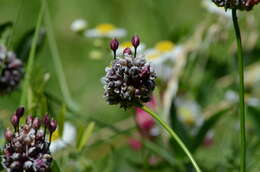 Allium scorodoprasum L.的圖片